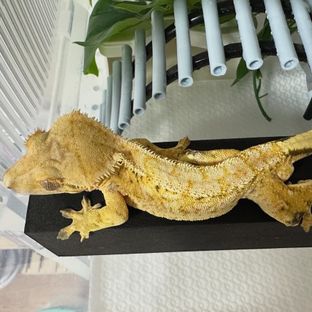 줄리엔