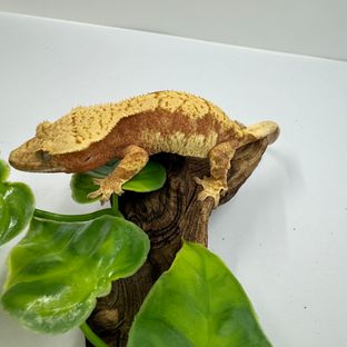 파르