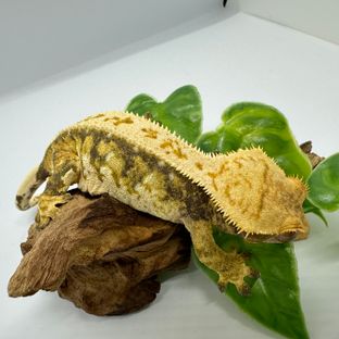 버터