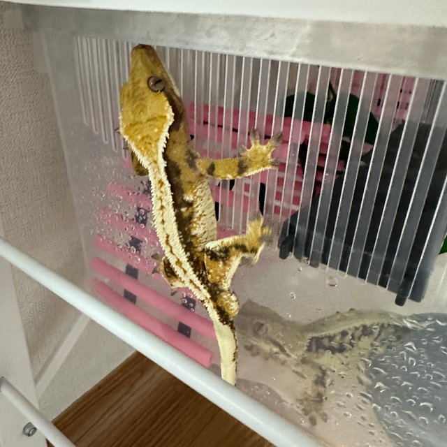 노멀 트라이 풀핀 핀스트라이프 화이트포트홀