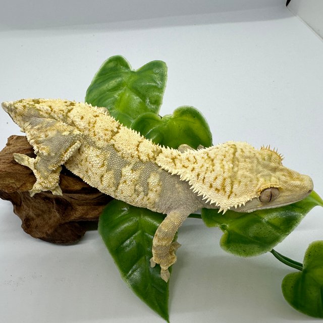 노멀 트라이 드리피 화이트스팟