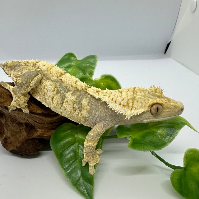 노멀 트라이 드리피 화이트스팟