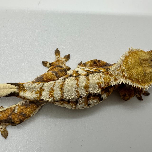 노멀 트라이 드리피 화이트크라운 옐로우