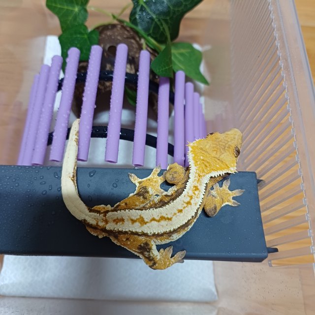 노멀 트라이 풀핀 핀스트라이프 화이트포트홀