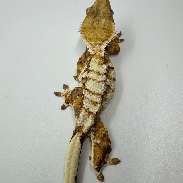 노멀 트라이 드리피 화이트크라운 옐로우