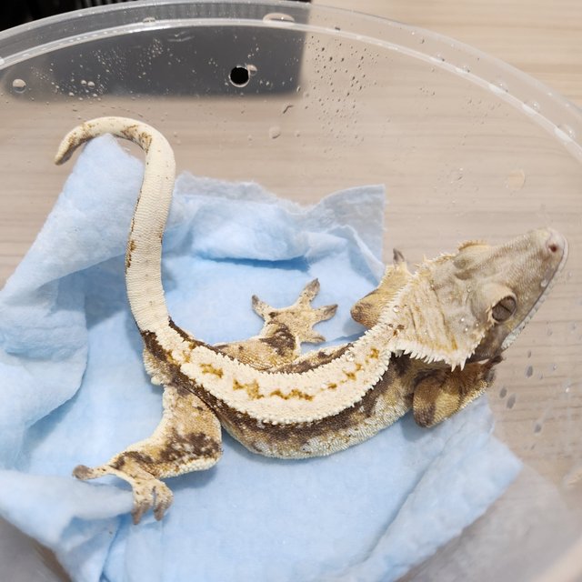 노멀 트라이 풀핀 핀스트라이프 화이트포트홀