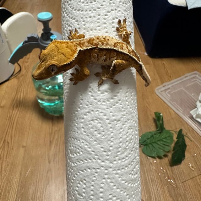 노멀 트라이 텐저린
