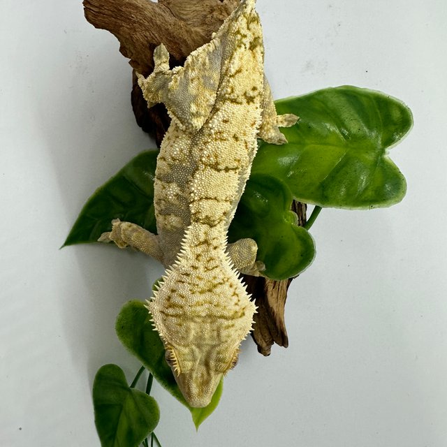 노멀 트라이 드리피 화이트스팟