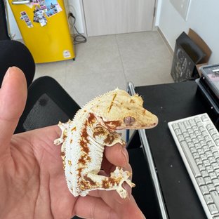 릴리화이트 레드