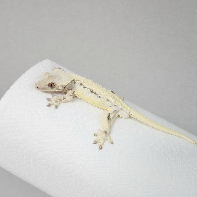 릴리화이트