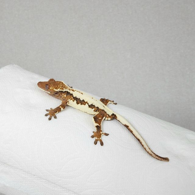 프라푸치노