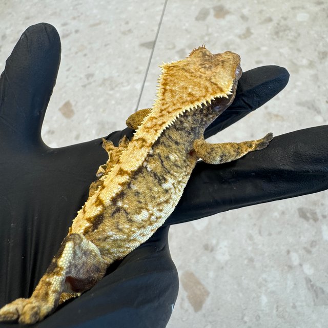 노멀 트라이 익스트림할리퀸