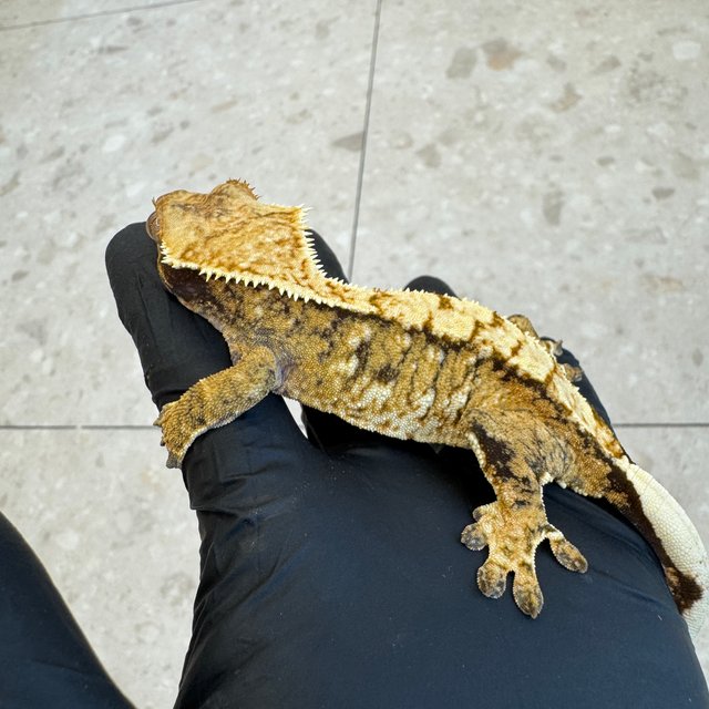 노멀 트라이 익스트림할리퀸