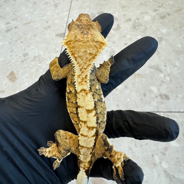 노멀 트라이 익스트림할리퀸