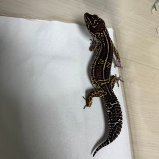 스노우 블랙나이트