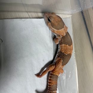 카라멜 헷 오레오