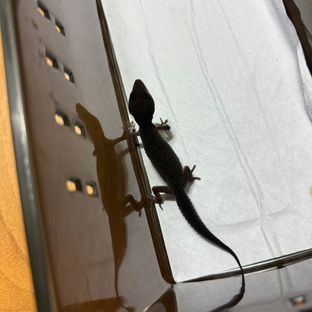 머피 패턴리스