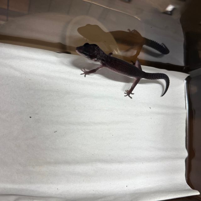 머피 패턴리스 스노우