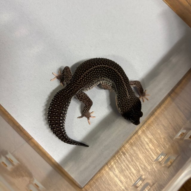 슈퍼스노우 블랙나이트