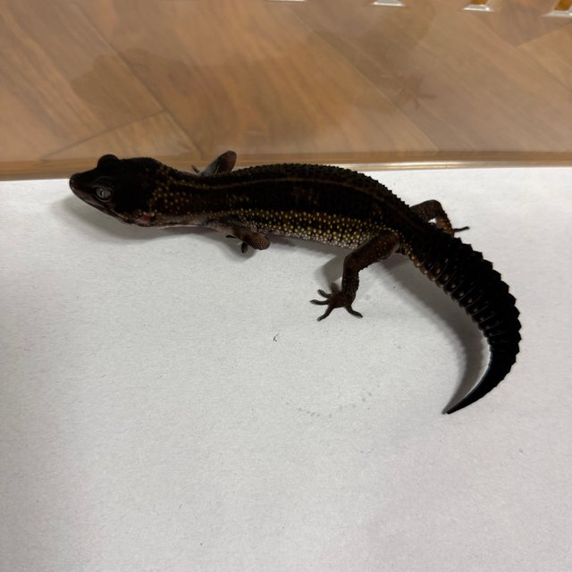 스노우 블랙나이트