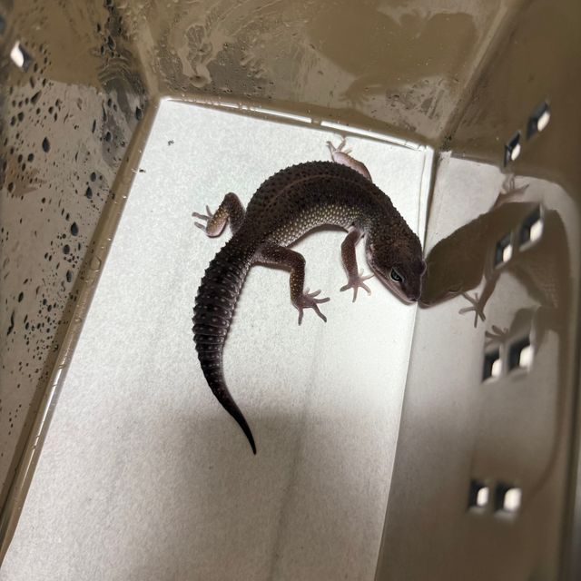 머피 패턴리스