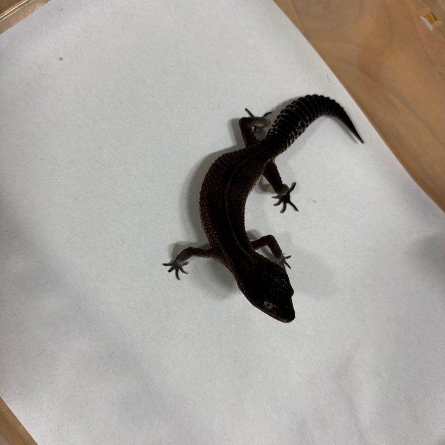 스노우 블랙나이트