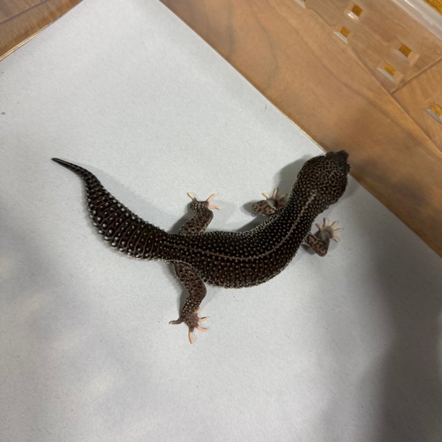 슈퍼스노우 블랙나이트