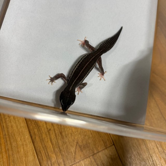 슈퍼스노우 블랙나이트