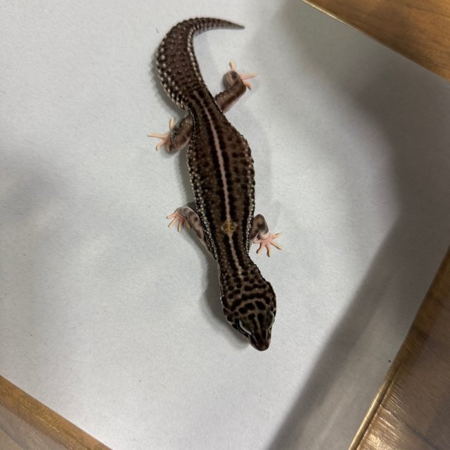 슈퍼스노우 블랙나이트