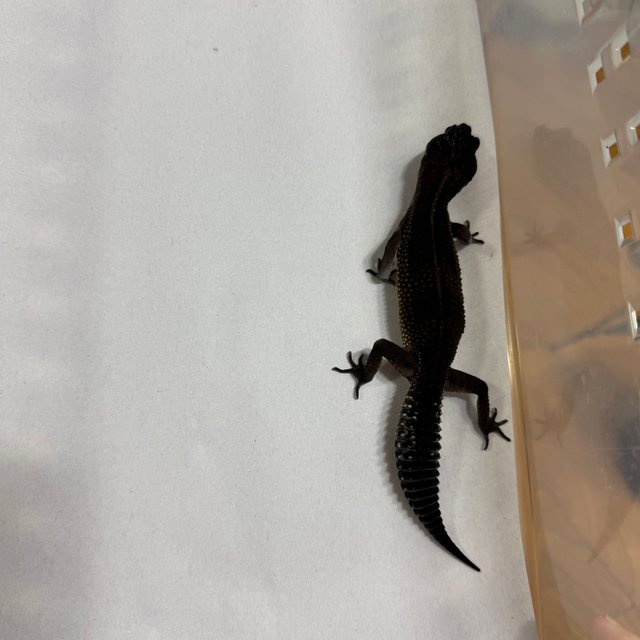 스노우 블랙나이트