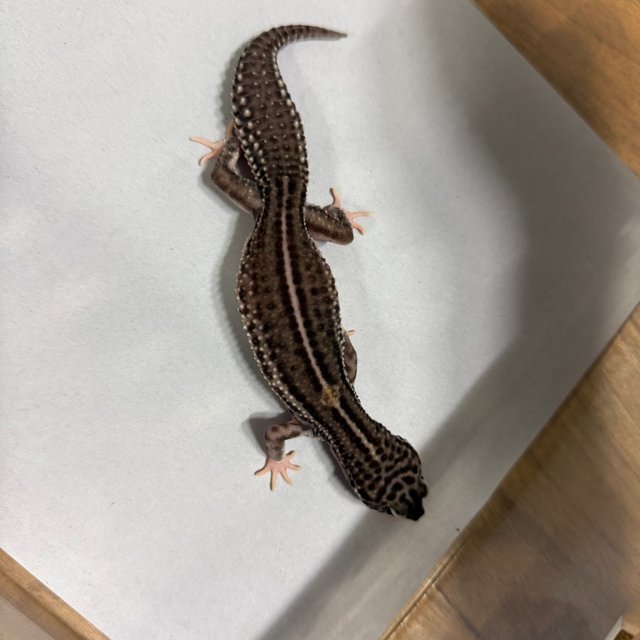 슈퍼스노우 블랙나이트