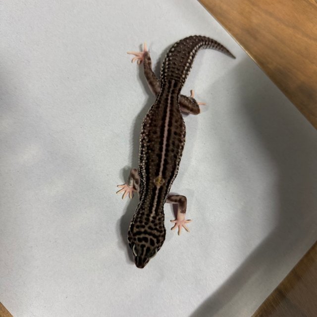 슈퍼스노우 블랙나이트