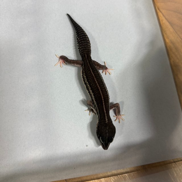 슈퍼스노우 블랙나이트