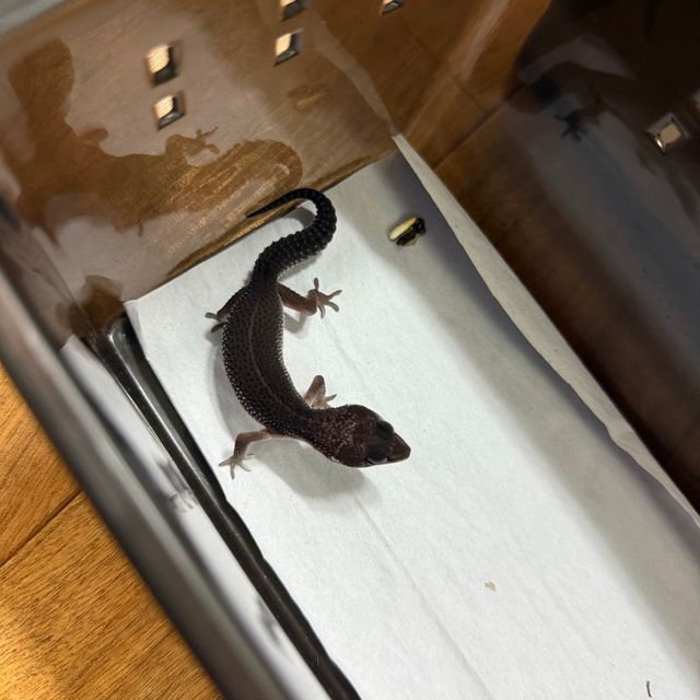 머피 패턴리스 스노우