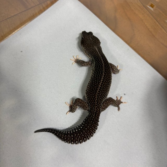 슈퍼스노우 블랙나이트