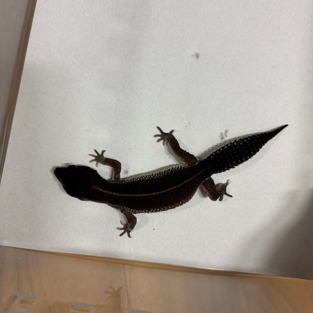 블랙나이트 블리자드