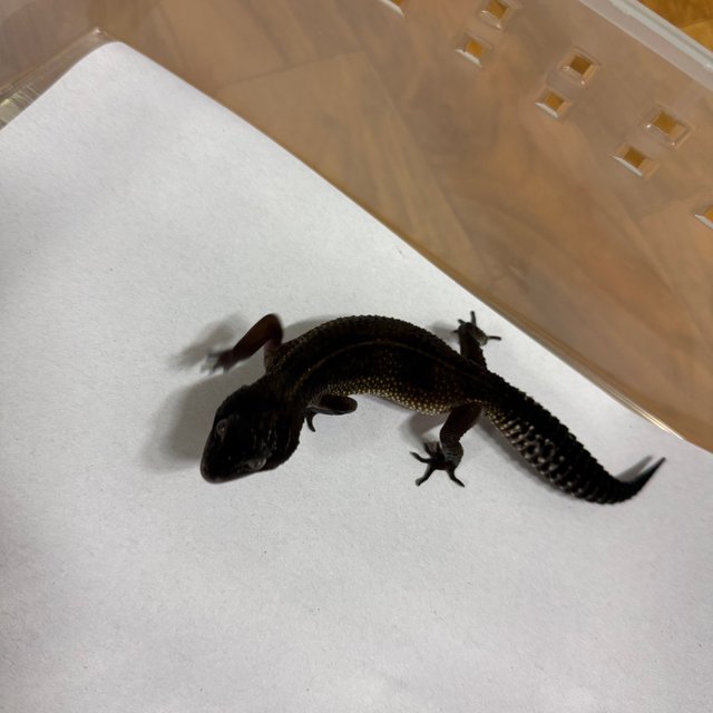 스노우 블랙나이트