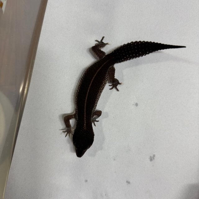 블랙나이트 블리자드