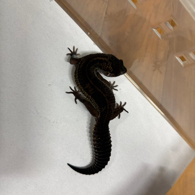 스노우 블랙나이트