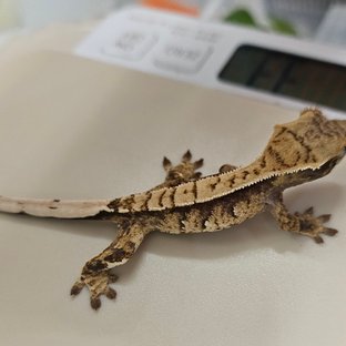 트라이 화이트스팟