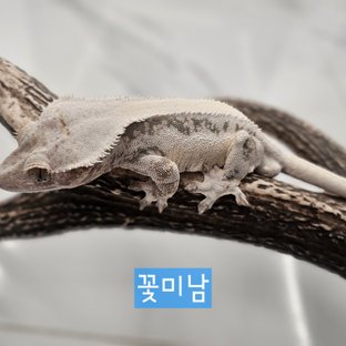 꽃미남(낭만사도)