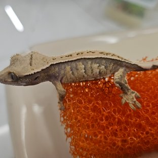 트라이 화이트스팟