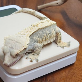 트라이 할리퀸