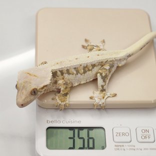 릴리100%헷아잔틱