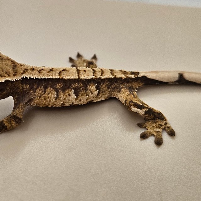 트라이 화이트스팟