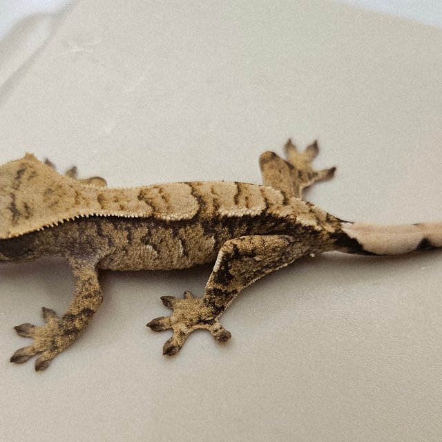 트라이 화이트스팟