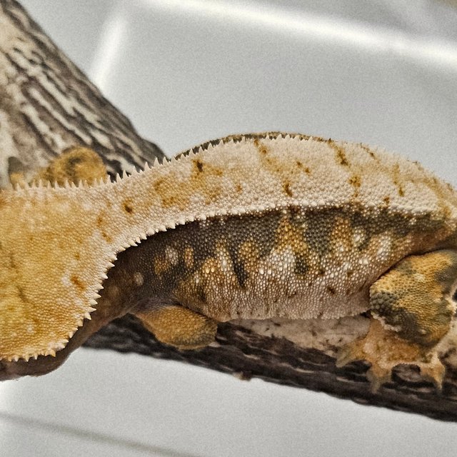 트라이 화이트스팟