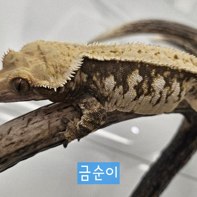 트라이 화이트스팟