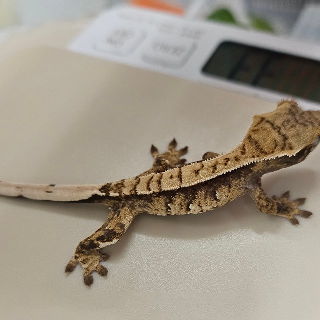 트라이 화이트스팟