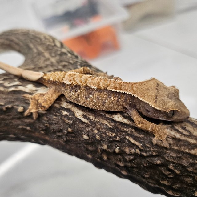 트라이 화이트스팟